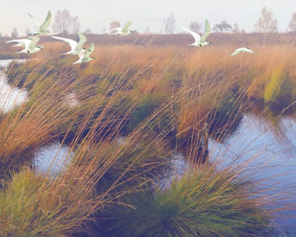 Picture of MARSHLAND HUES II
