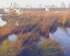 Picture of MARSHLAND HUES II