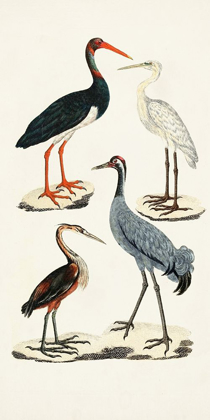 Picture of WATERBIRD VARIETIES I