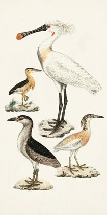 Picture of WATERBIRD VARIETIES II