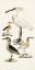 Picture of WATERBIRD VARIETIES II