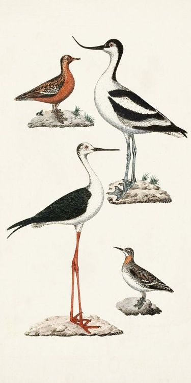 Picture of WATERBIRD VARIETIES III