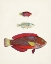 Picture of COLORFUL TROPICAL FISH II