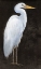 Picture of WHITE HERON PORTRAIT I