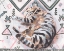 Picture of LITTLE SLEEPY HEAD II
