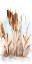 Picture of WATERCOLOR CATTAIL STUDY I