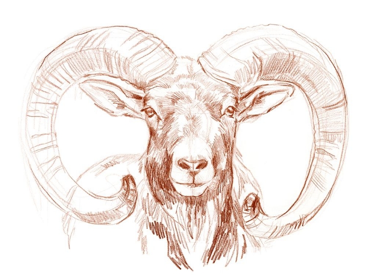 Picture of BIG HORN SHEEP I