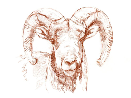 Picture of BIG HORN SHEEP II