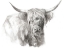 Picture of SOFT FOCUS HIGHLAND CATTLE I