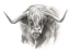 Picture of SOFT FOCUS HIGHLAND CATTLE II
