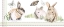 Picture of ENGLISH BUNNIES COLLECTION D