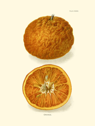 Picture of ORANGE