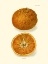 Picture of ORANGE