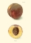 Picture of PEACH