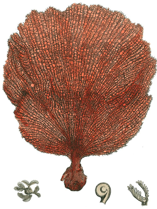 Picture of RED CORAL (N) II