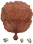 Picture of RED CORAL (N) II