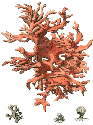 Picture of RED CORAL (N) III