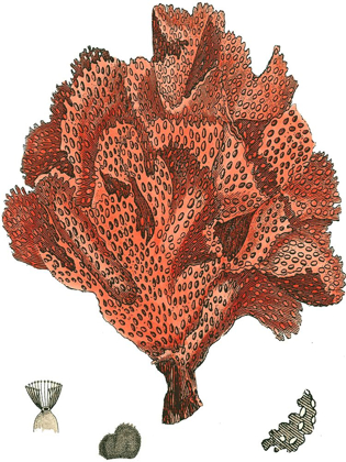 Picture of RED CORAL (N) IV