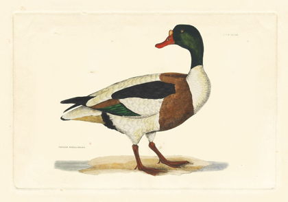 Picture of SELBY DUCK II