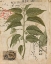 Picture of VINTAGE NATURES GREENERY II