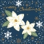 Picture of SILENT NIGHT POINSETTIAS