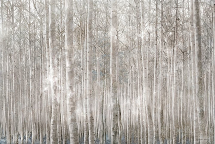 Picture of BIRCH TREES    