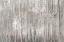 Picture of BIRCH TREES    