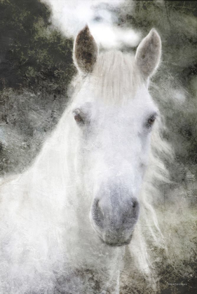 Picture of WHITE HORSE MYSTIQUE   