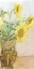 Picture of SUNFLOWER   