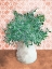 Picture of TERRA GREENERY