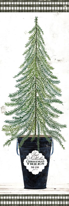 Picture of FIR TREE   