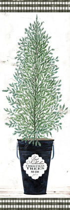 Picture of CEDAR TREE   