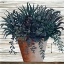 Picture of REMARKABLE SUCCULENTS I