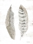 Picture of FEATHER II   