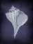 Picture of BLUE SEASHELL II     