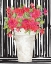Picture of FUCHSIAS II