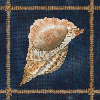 Picture of SEASHELL ON NAVY VI