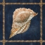 Picture of SEASHELL ON NAVY VI
