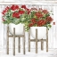 Picture of RED GERANIUMS