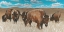Picture of BISON HERD I