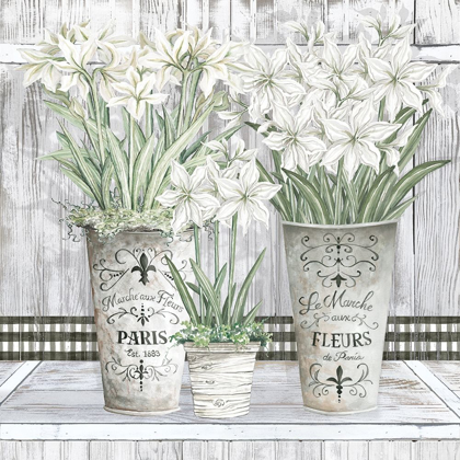 Picture of AMARYLLIS MULTI POTS