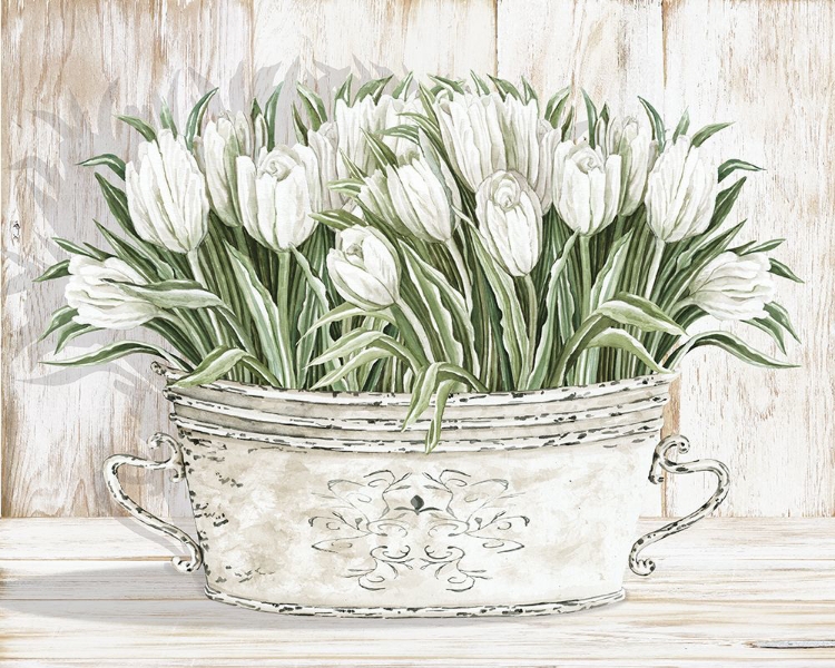 Picture of TULIPS IN WHITE CHIPPED PAIL