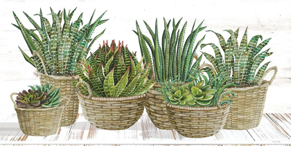 Picture of SUCCULENT BASKETS