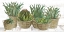Picture of SUCCULENT BASKETS