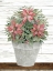 Picture of POT OF POINSETTIAS