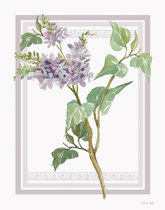 Picture of LILACS V