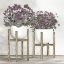 Picture of POTTED GERANIUMS