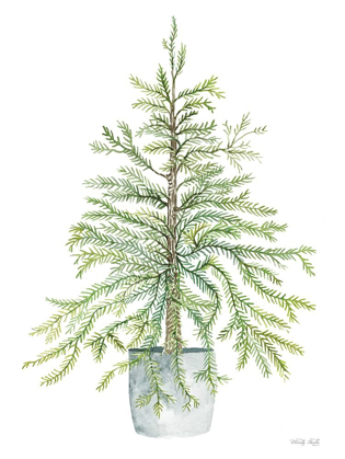 Picture of PINE TREE IN POT     