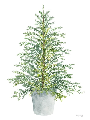 Picture of SPRUCE TREE IN POT