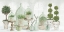 Picture of NICE AND NEUTRAL PLANT COLLECTION